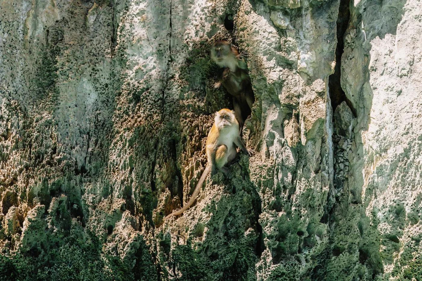 Two macaques resting on a weathered rocky cliff in Thailand, showcasing natural wildlife behavior.