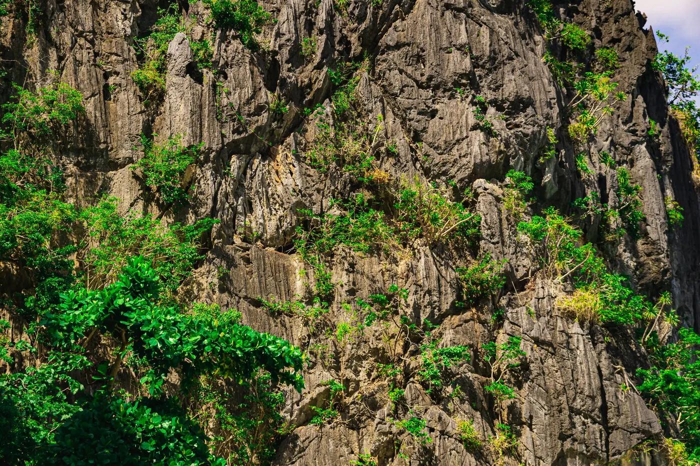 Vibrant green plants thriving on a rugged limestone cliff, showcasing nature's resilience and beauty.