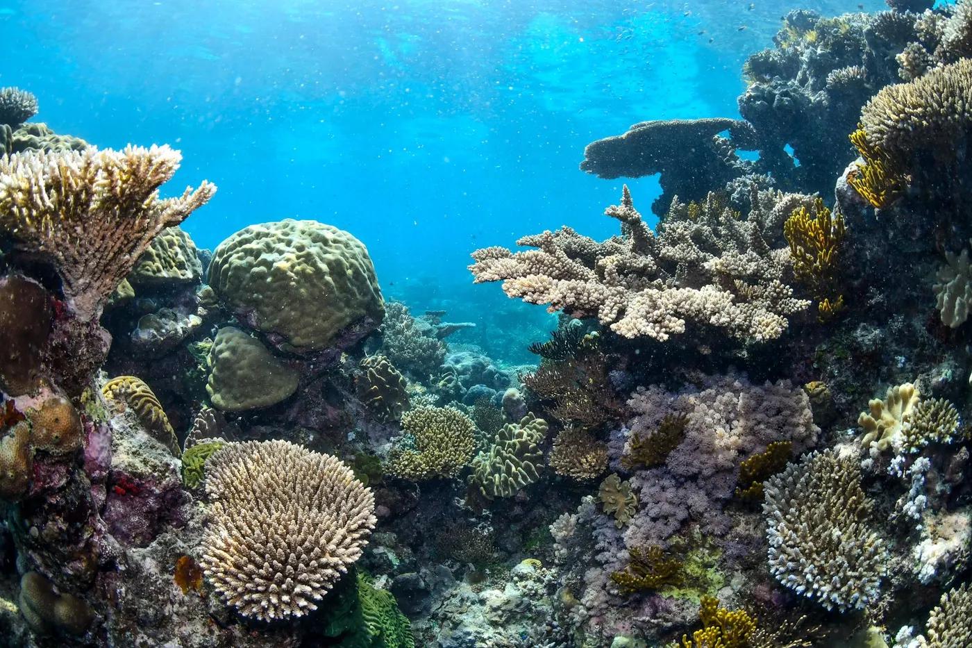 Explore the vibrant coral reef underwater in Australia, teeming with diverse marine life and stunning colors.
