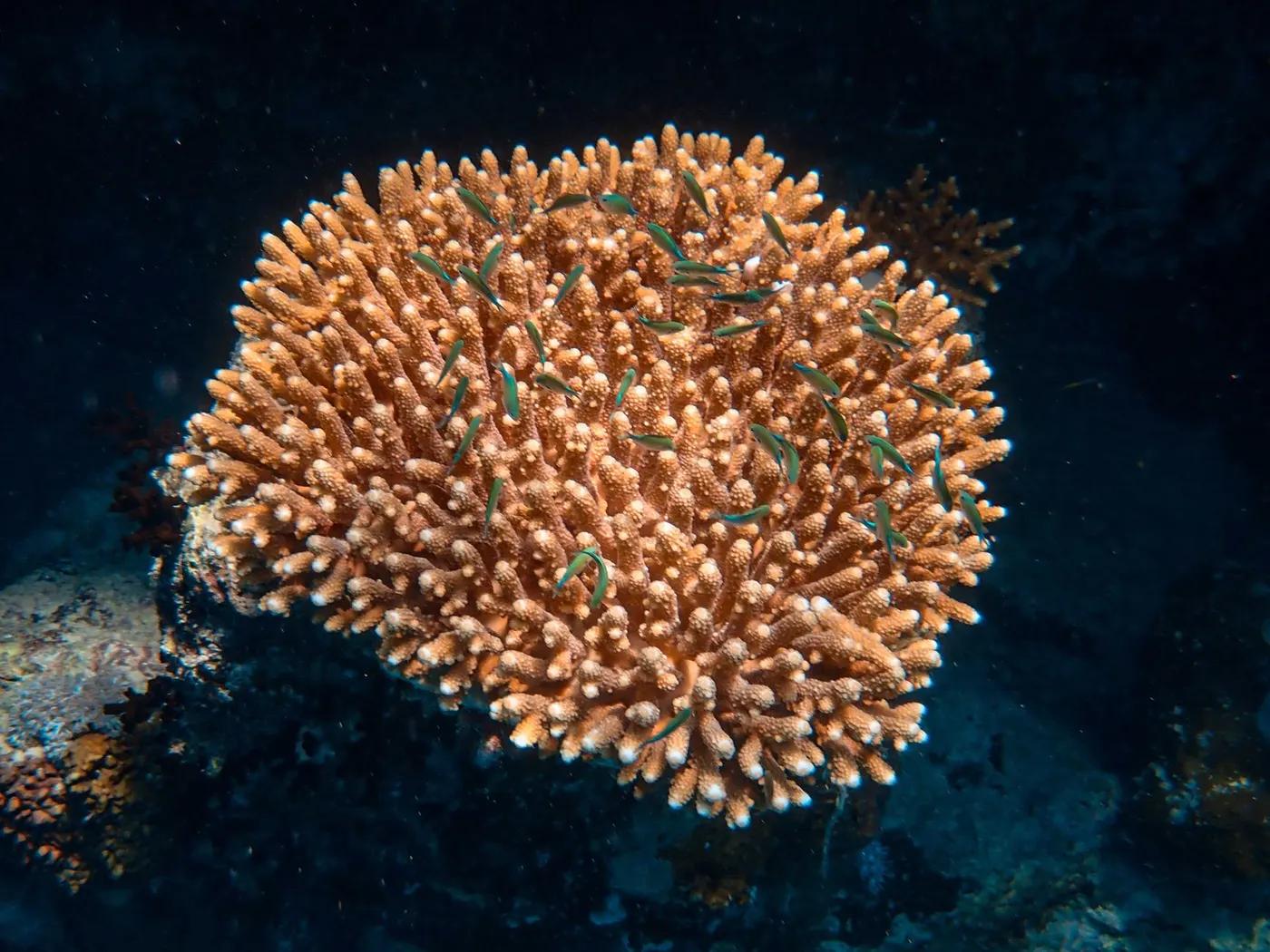 Close-up of a healthy coral colony with small fish, showcasing vibrant marine life.
