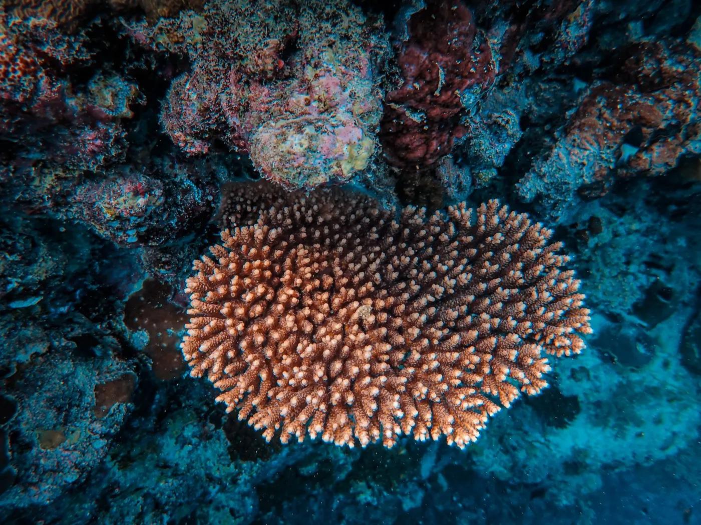 Explore the vivid textures and colors of a thriving coral reef captured in a detailed underwater close-up.