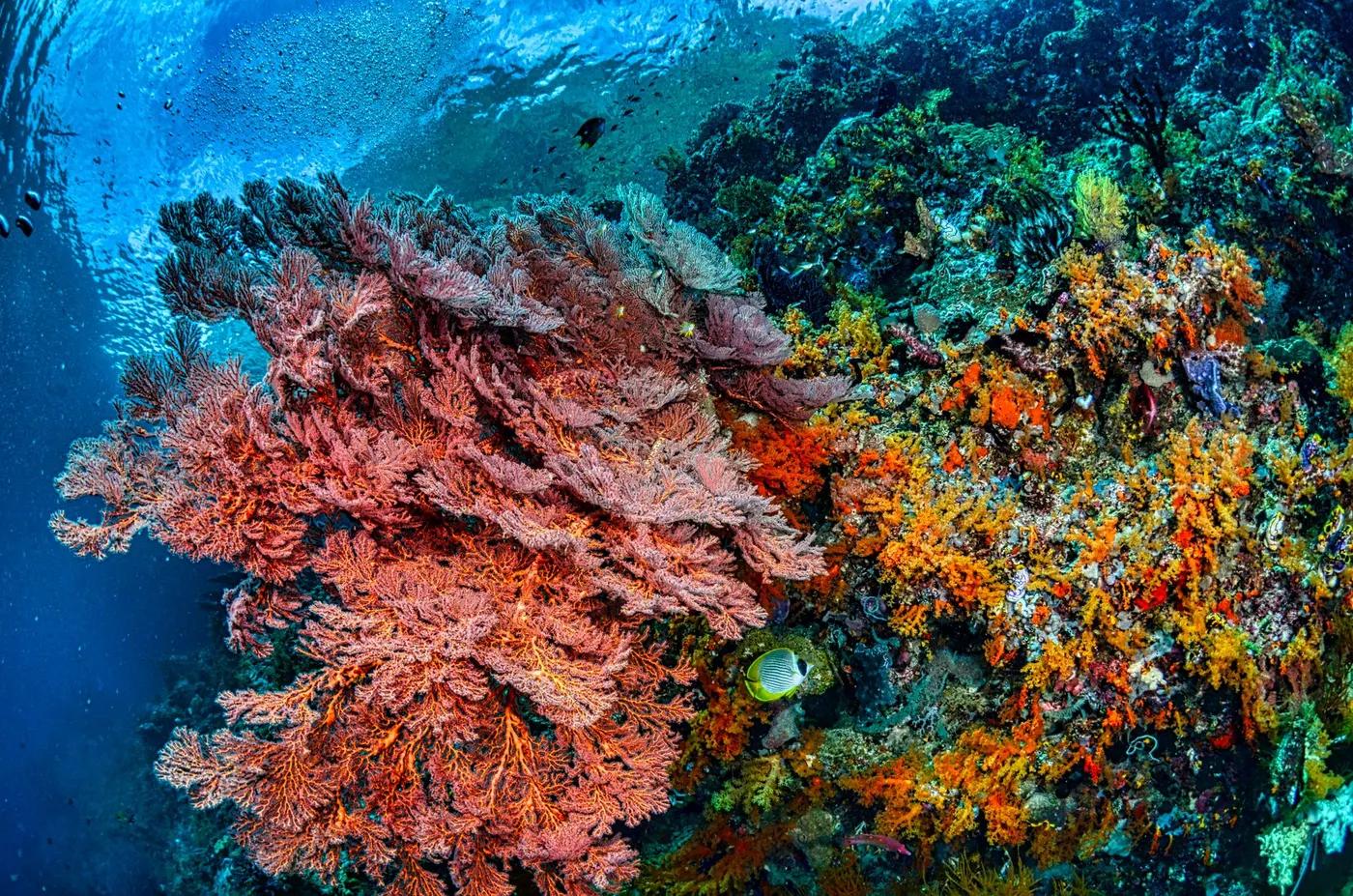 Explore the vibrant coral reefs of West Papua with diverse marine life underwater.