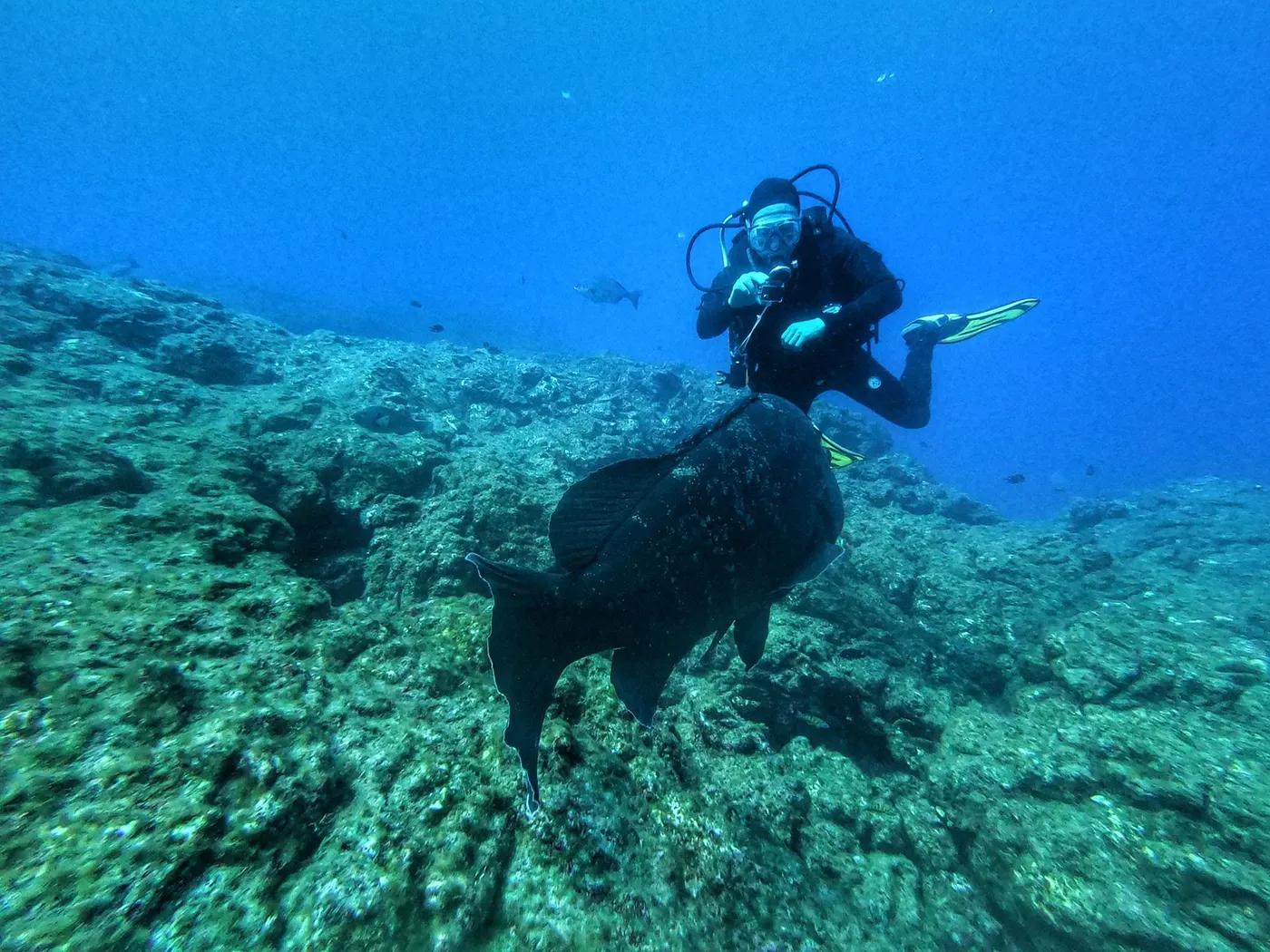 Explore the vibrant marine life of Azores, Portugal with a scuba diver encountering a large fish in crystal clear water…