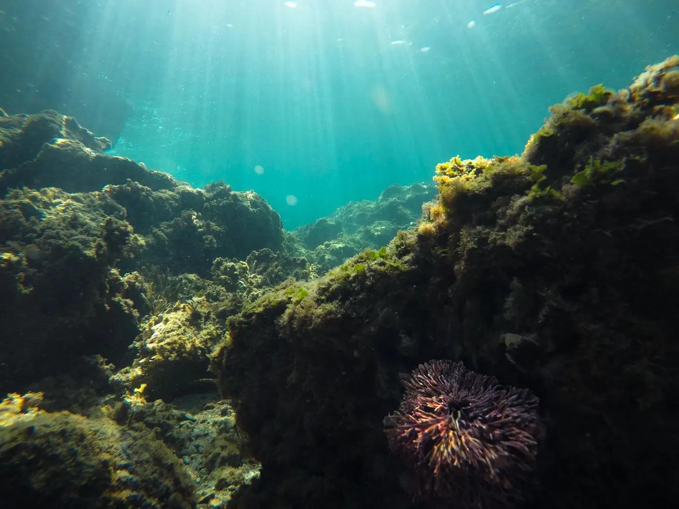 Underwater landscape showcasing coral reefs and sun rays through clear water.