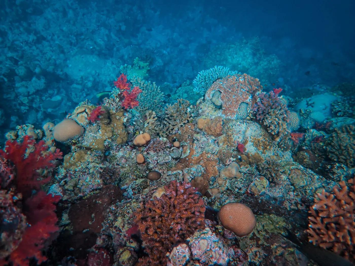 Colorful coral reef with diverse marine life in the ocean's depths.