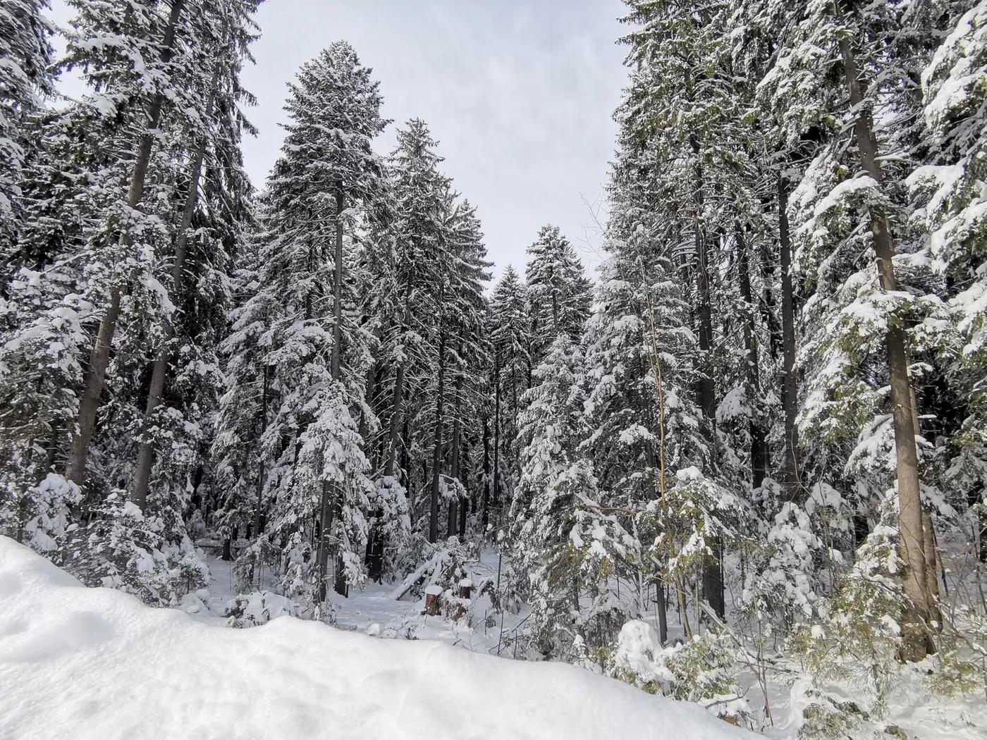 Borovets