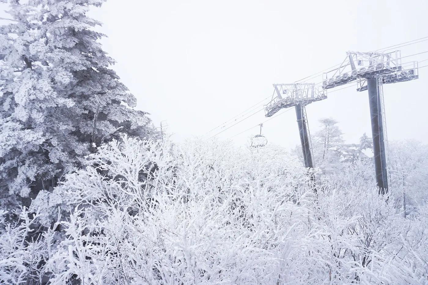 A serene winter scene showcasing snow-covered trees and a ski lift in action, ideal for winter sports imagery.