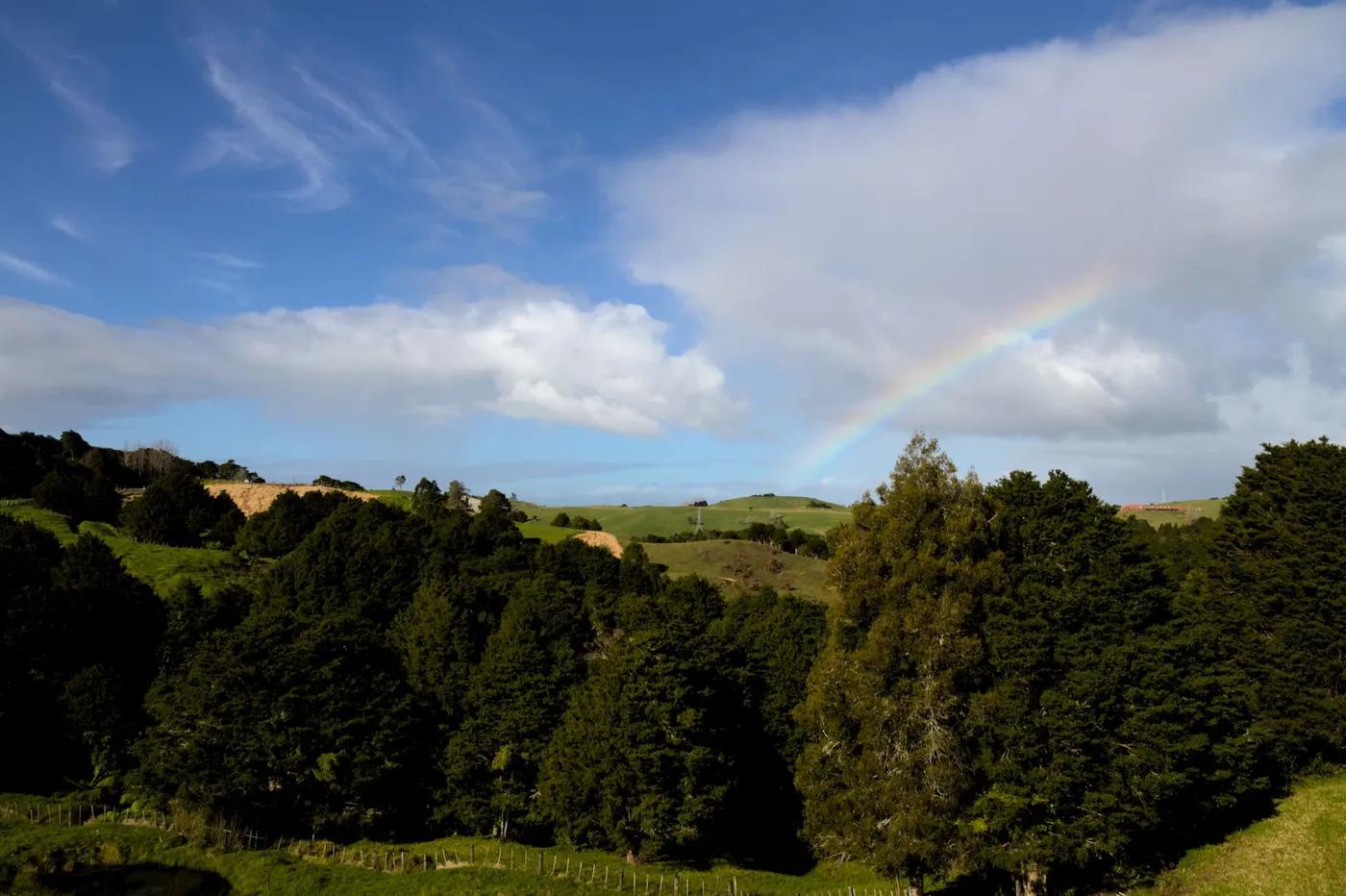 Beautiful New Zealand forest landscape with a vibrant rainbow in the sky.