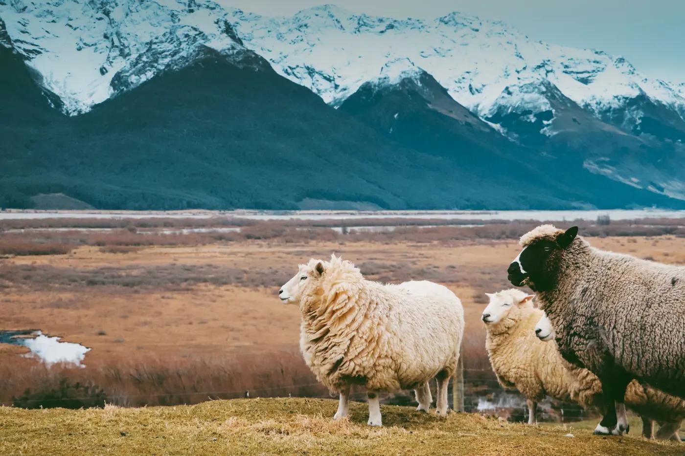 Serene image of sheep grazing in Glenorchy with majestic snow-capped mountains in the background.