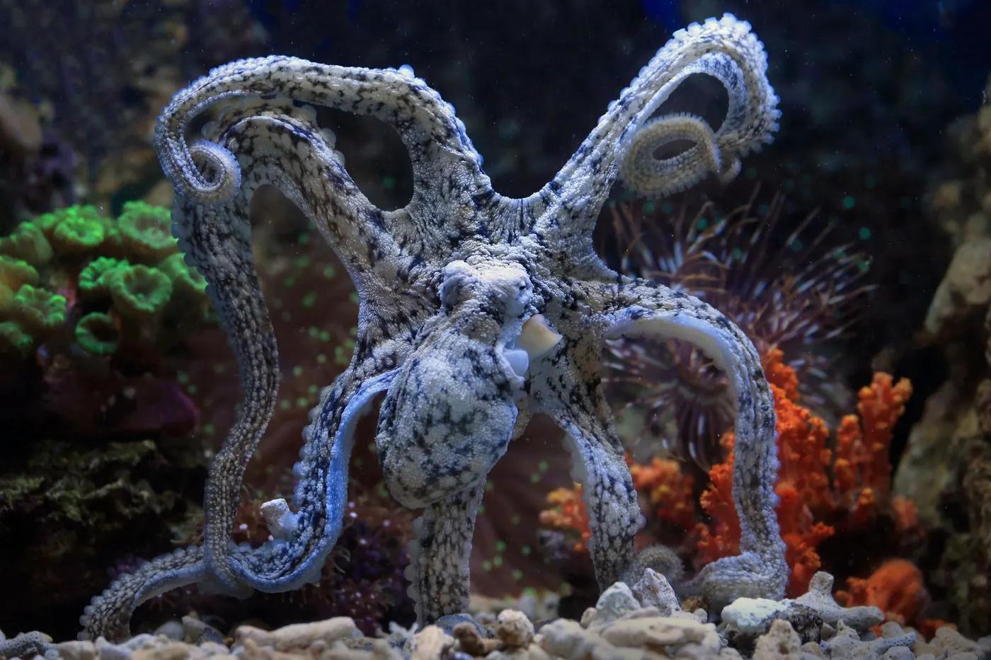 Beautiful octopus showcasing intricate patterns and vibrant coral in an aquarium setting.