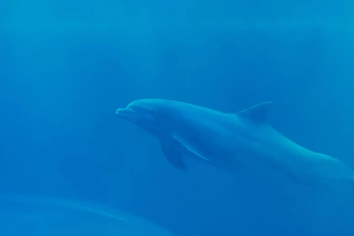 Elegant dolphin swimming underwater, captured in a tranquil ocean scene.