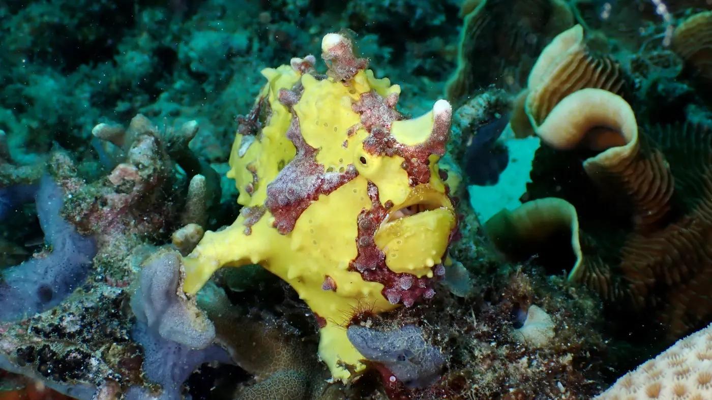Bright yellow warty anglerfish camouflaged in a vibrant coral reef, Philippines.