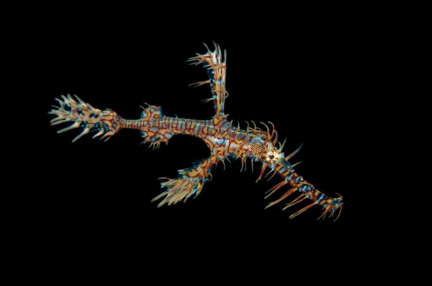 Close-up of an ornate ghost pipefish (Solenostomus paradoxus) swimming underwater in Dauin, Philippines.