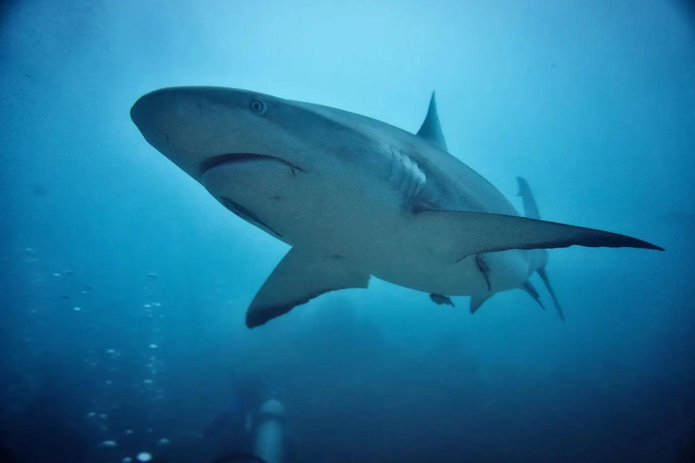 Stunning close-up of a grey reef shark in its natural underwater habitat, showcasing marine wildlife.