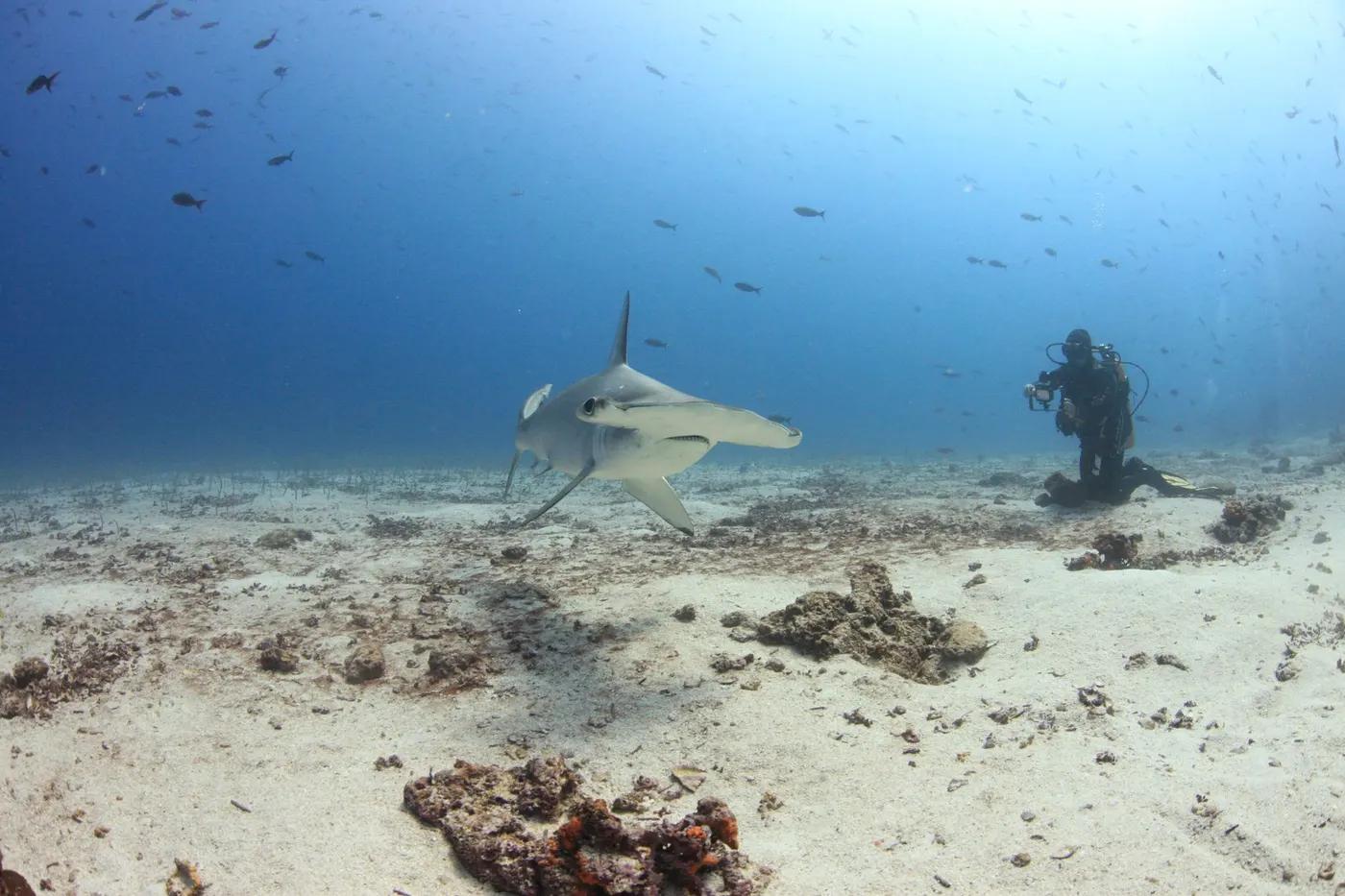 A stunning underwater encounter with a hammerhead shark and a scuba diver in the Galápagos Islands.