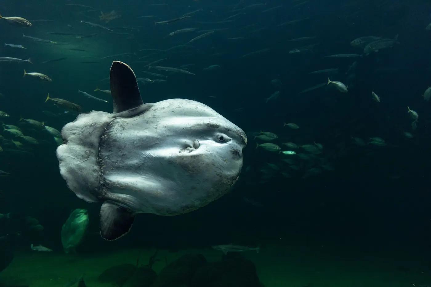 A majestic ocean sunfish glides underwater in Hirtshals, Denmark.