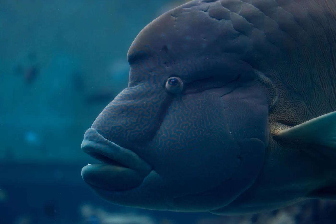 Detailed close-up of a Napoleon Wrasse swimming underwater in a vibrant blue sea.