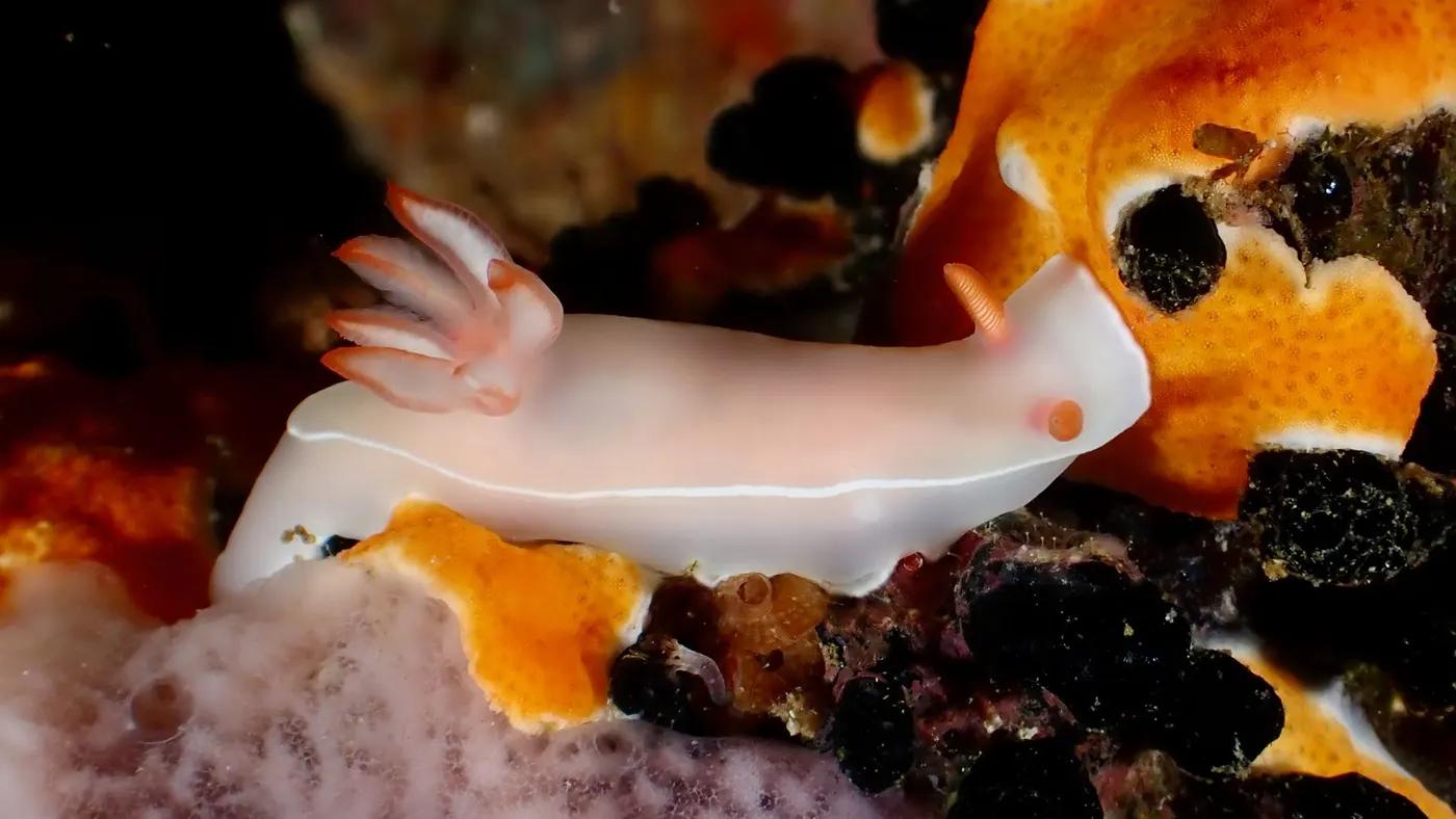 Close-up of Bullock's Hypselodoris nudibranch on coral reef in Philippines.