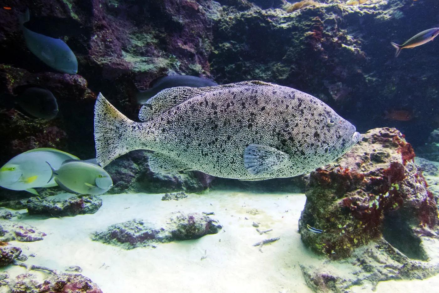 Close-up of a large spotted grouper in a vivid Okinawa aquarium setting.