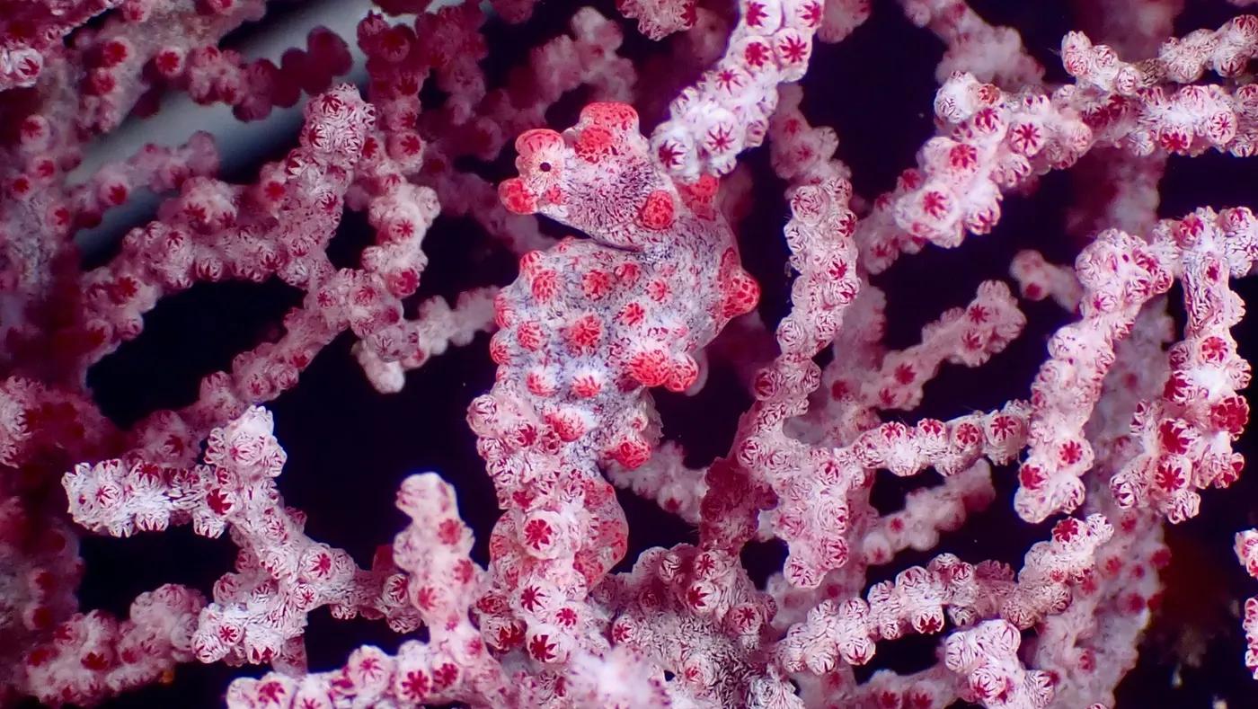Close-up image of a Pygmy seahorse camouflaging on colorful coral in Philippine waters.