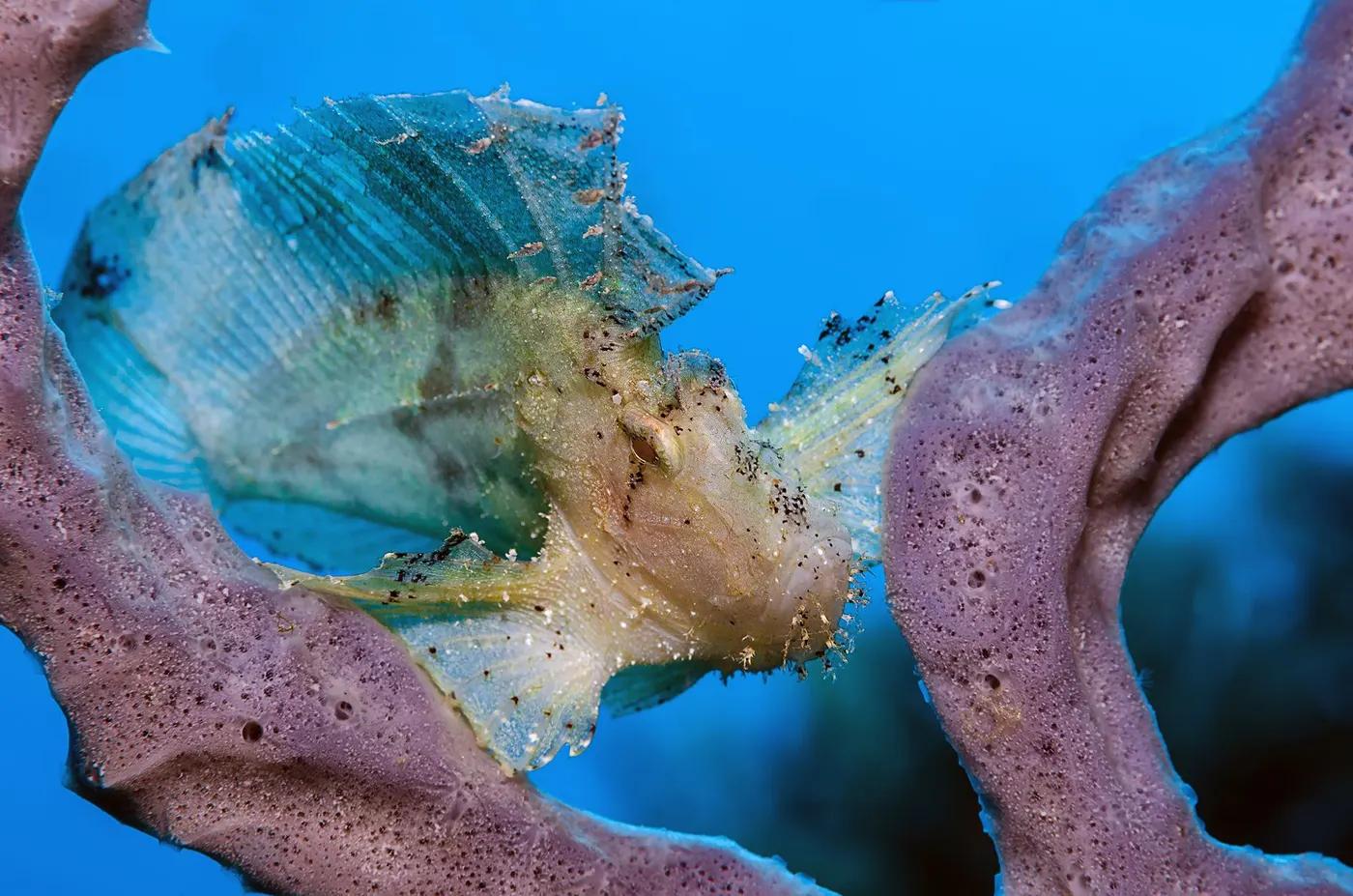 Close-up of a leaf scorpionfish camouflaged in coral, South Sulawesi, Indonesia.