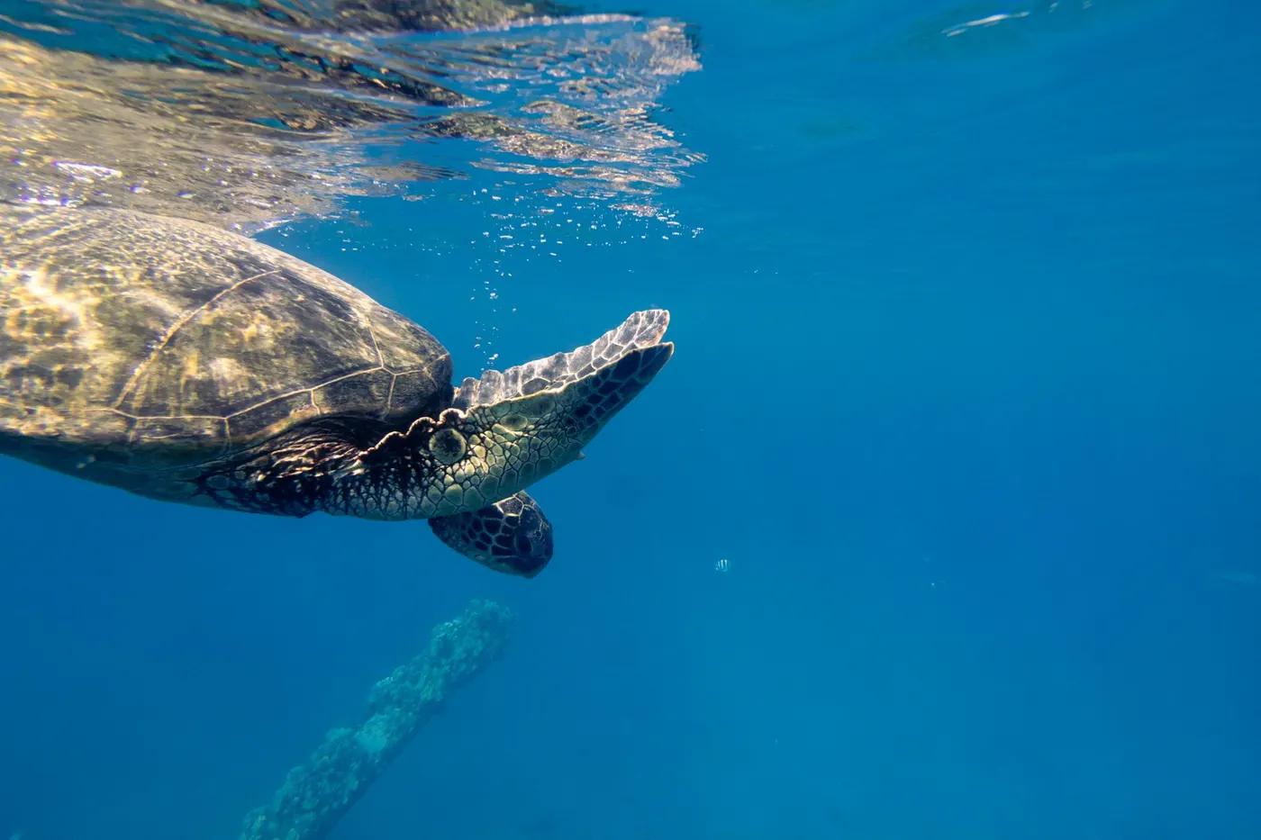 A sea turtle gracefully swimming underwater, captured in Lahaina, Hawaii.