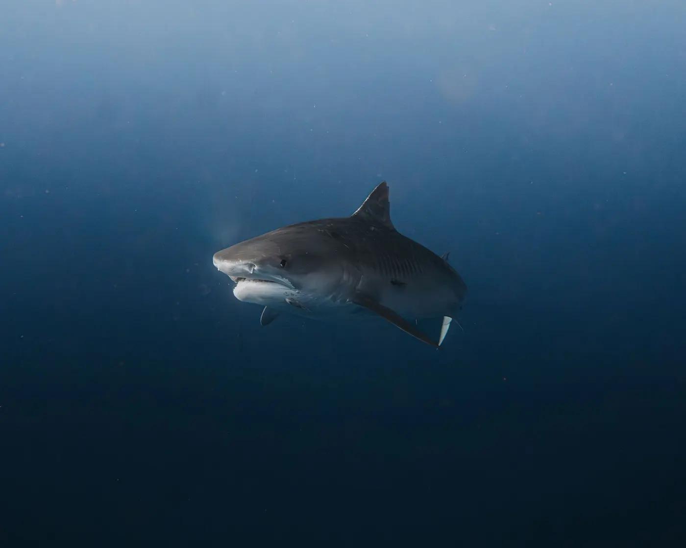 A tiger shark gracefully glides through the deep ocean, showcasing its natural beauty.